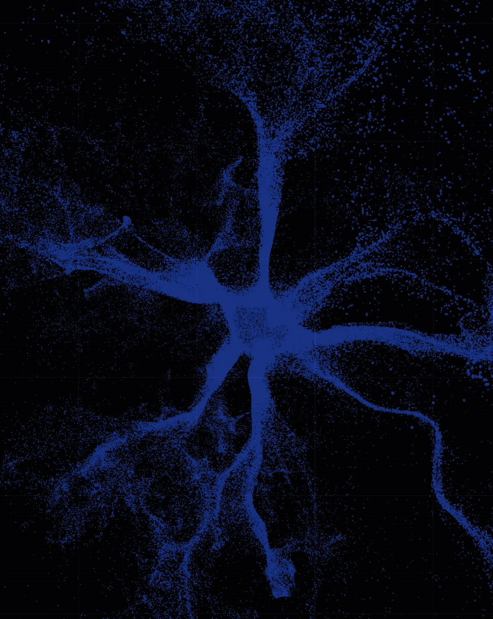 Brain roads