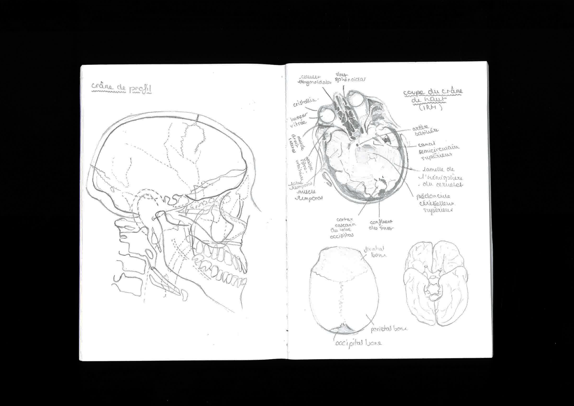 Brain roads recherches